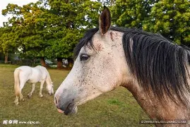 马洛卡主场取胜，暂时逃离降级区的简单介绍