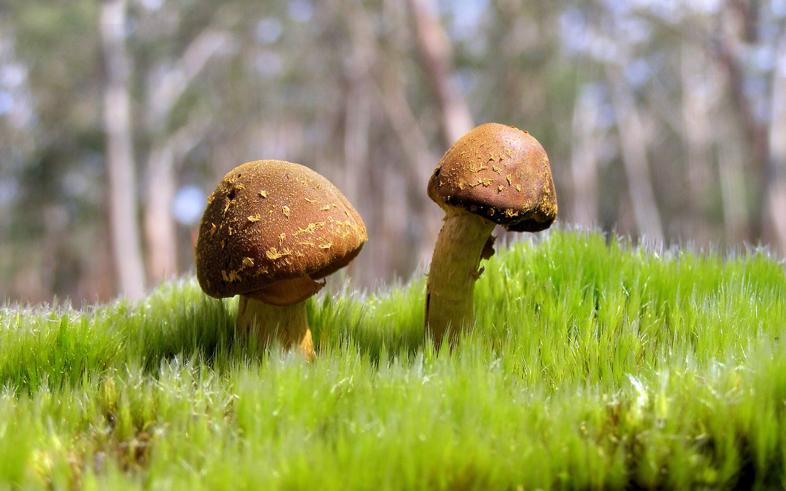 快船一波流击沉太阳，武切维奇化身关键先生